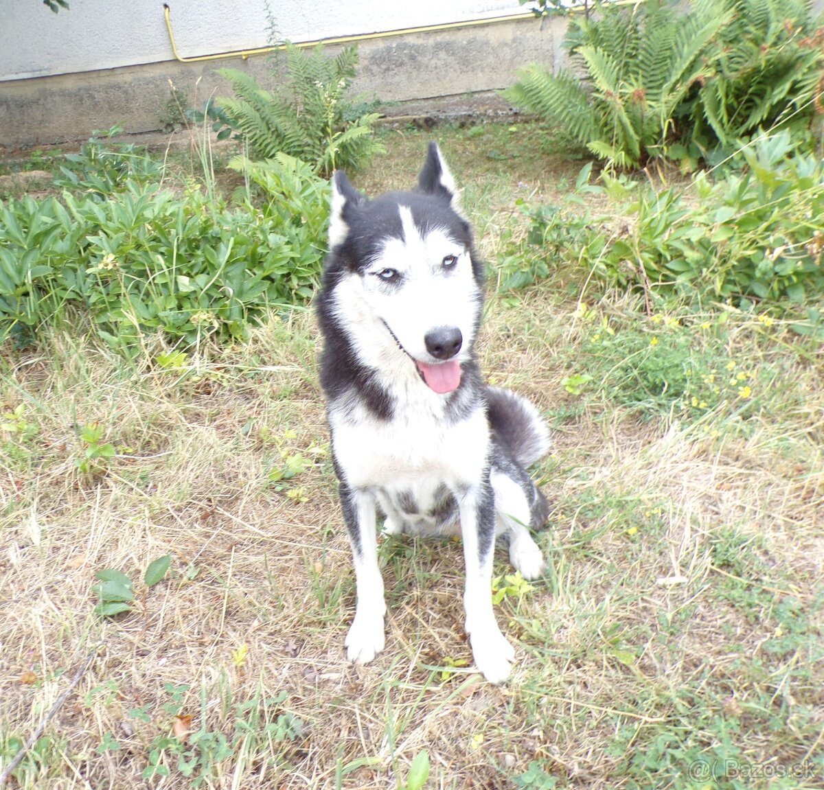 Sibírski husky- fenka - 2