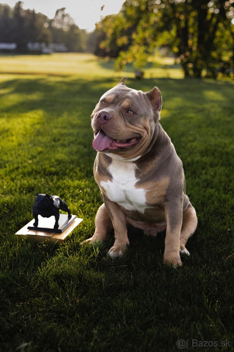 AMERICAN BULLY KRYTÍ - 2