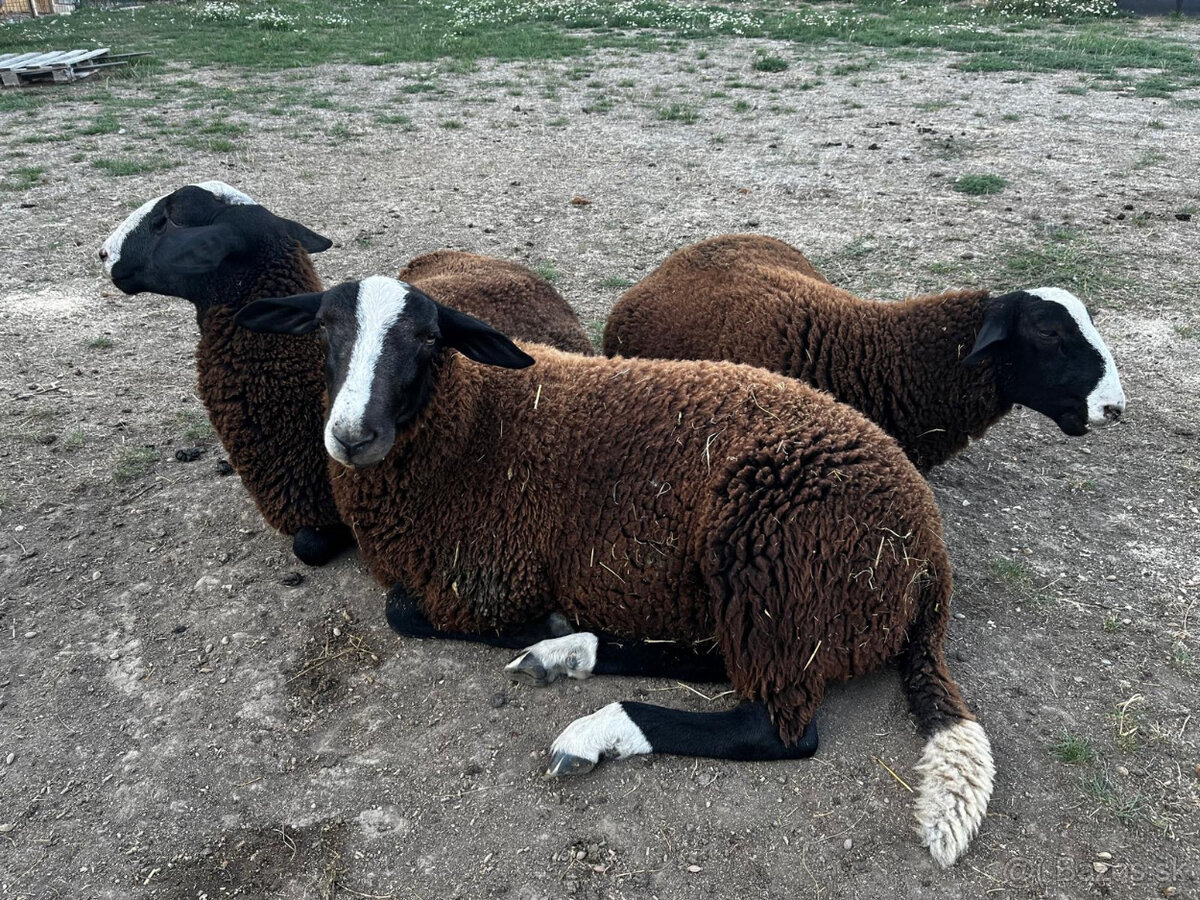 Zwartbles - 2