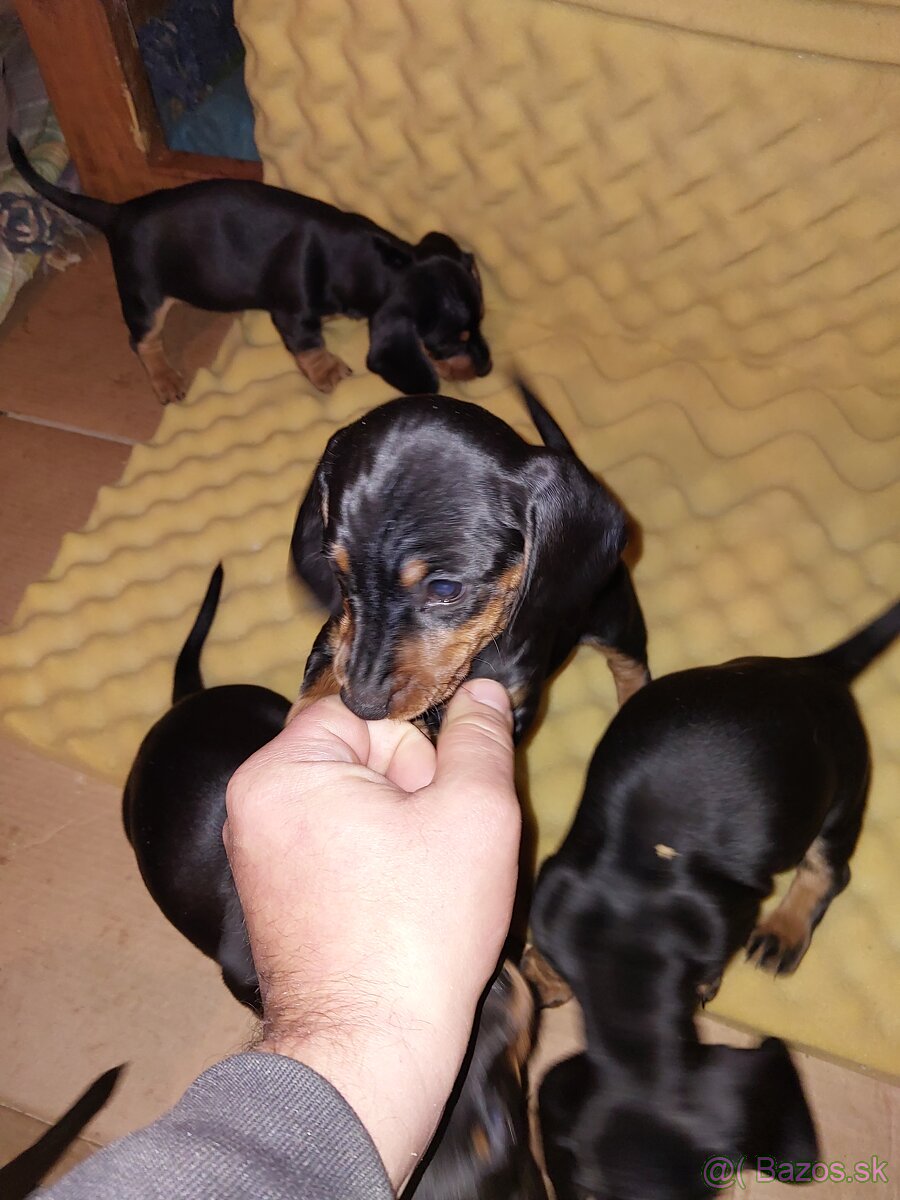 Jazvečík kratkosrsty - 2