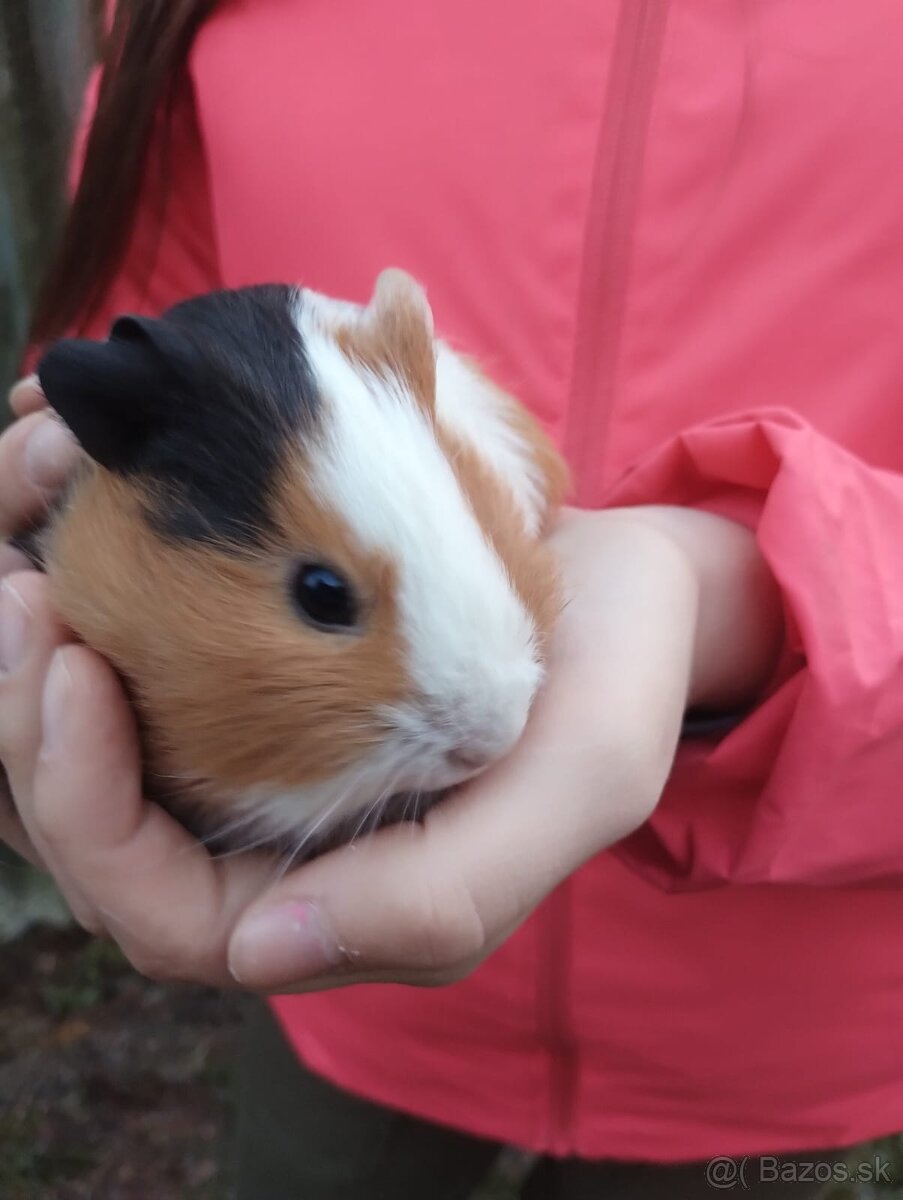 Morské prasiatko - 2