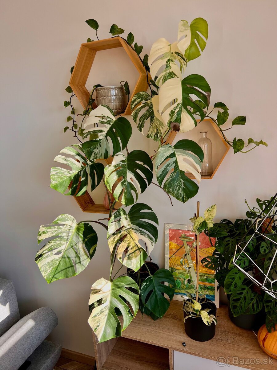 Monstera Deliciosa Albo Varegiata - 2