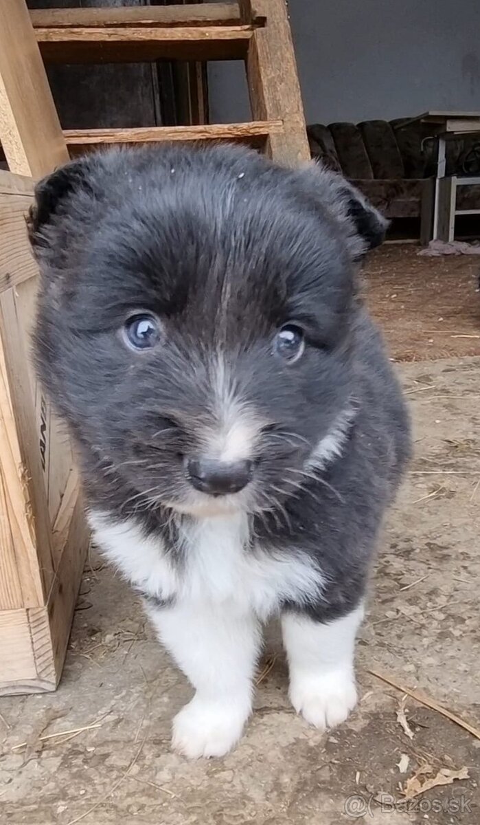 Steniatka border kolia - 2