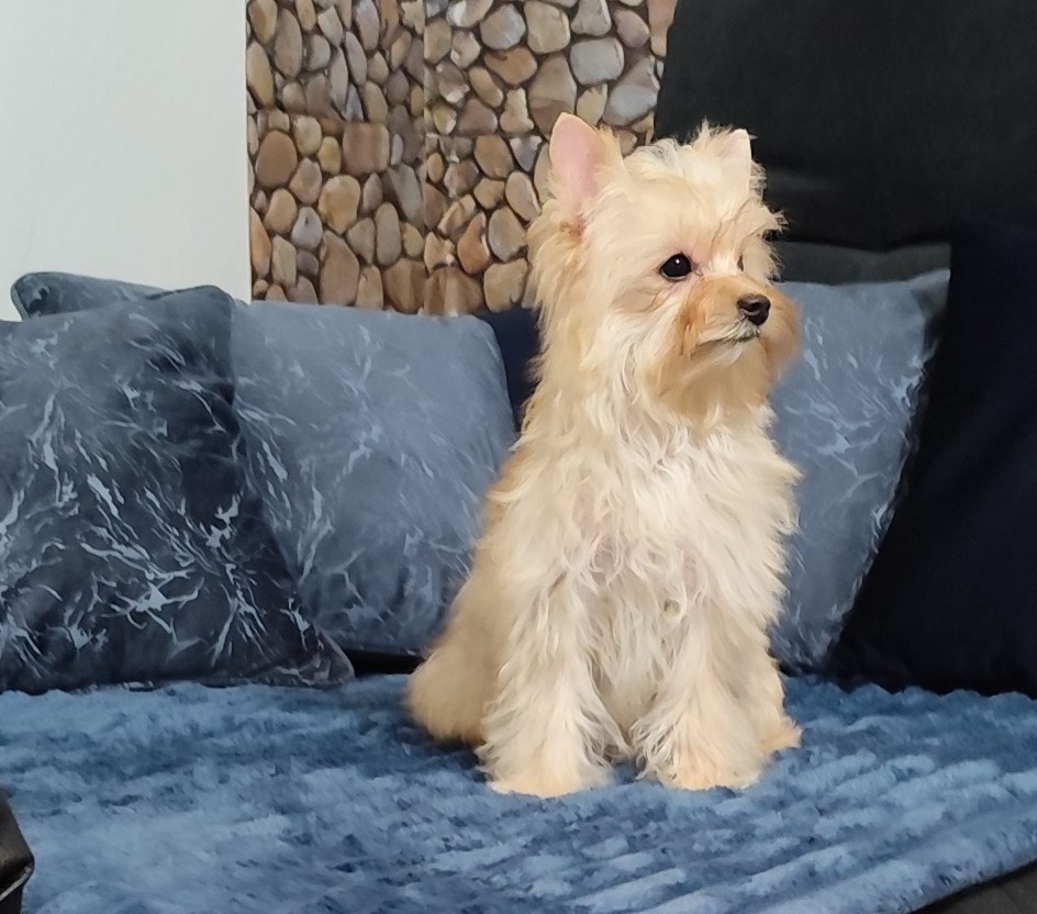 Yorkshire terrier - 2