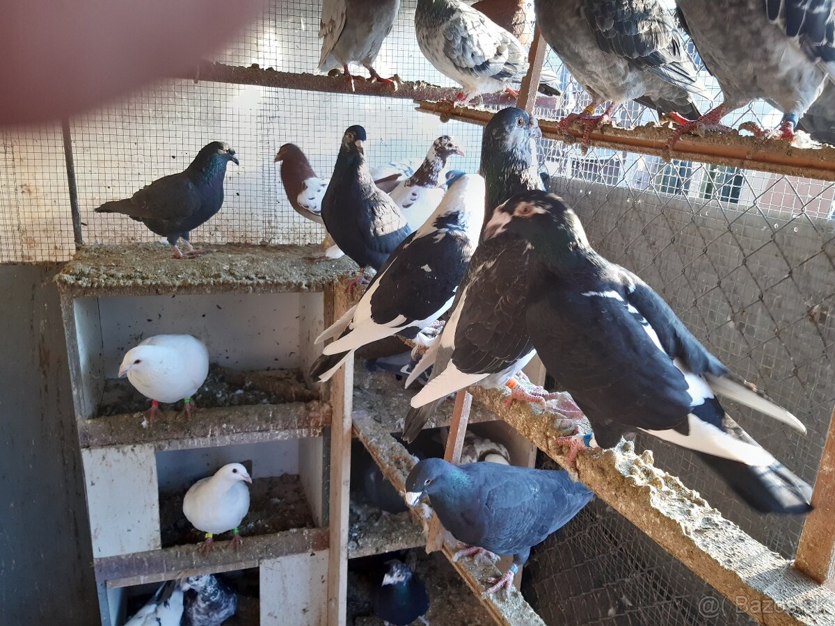 Predám poštové holuby - 2