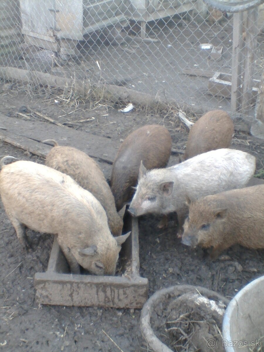 Predám vietnamské prasiatka - 2