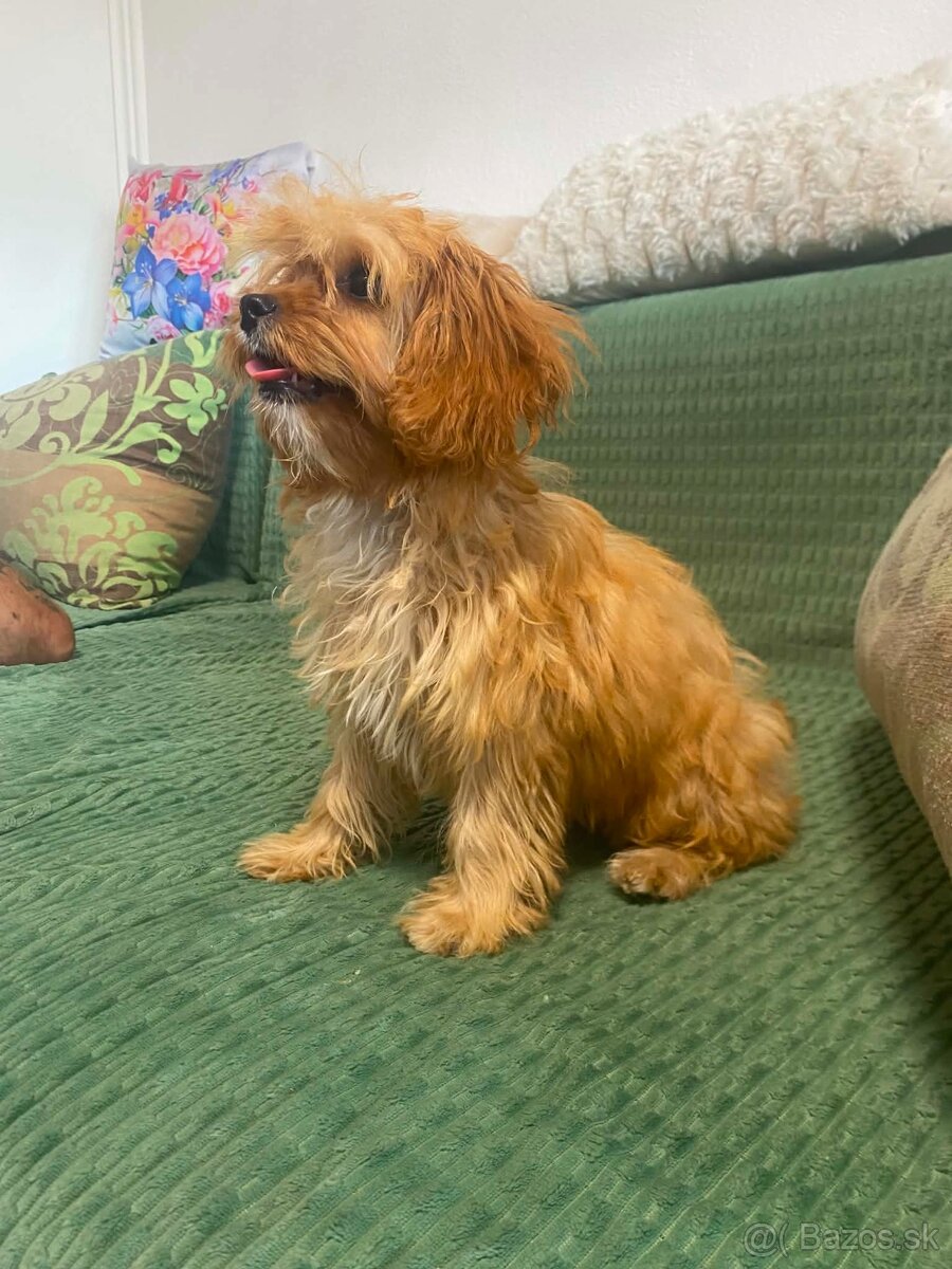 Cavapoo - 2