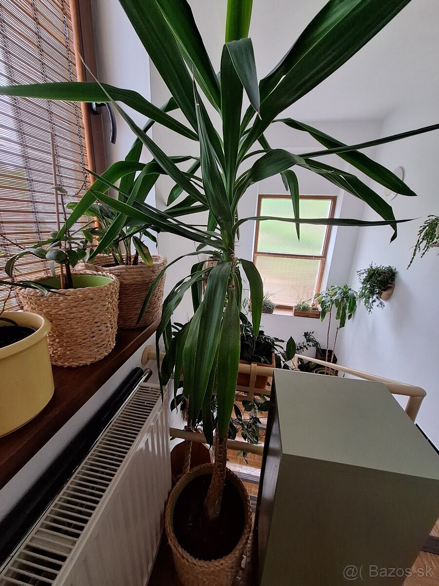 Yucca izbova rastlina - 2