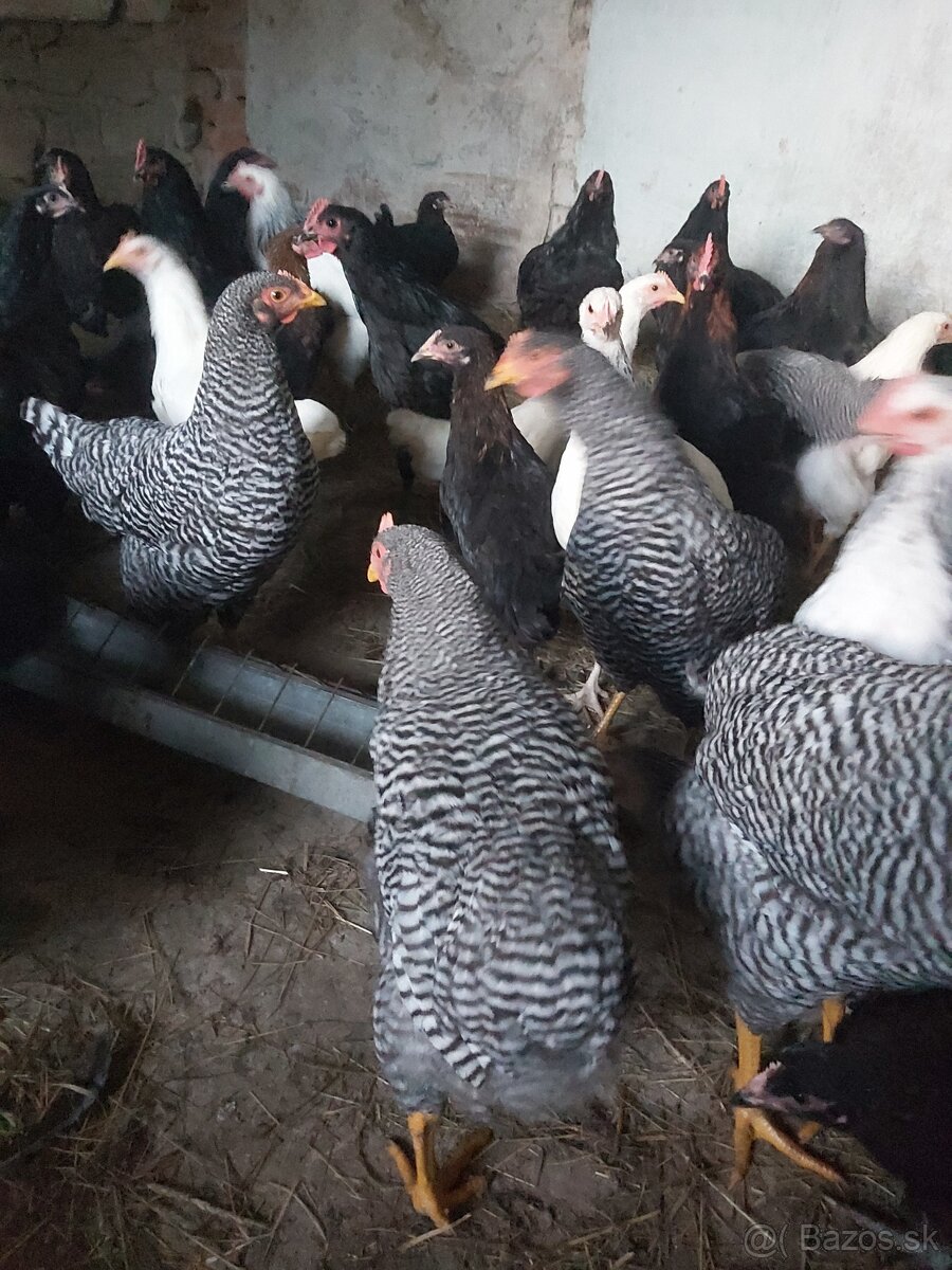 Sasex,leghorn - 2
