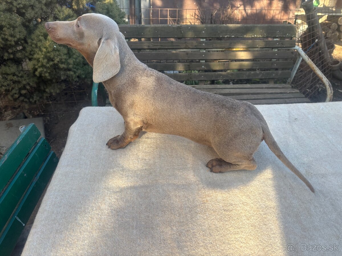 Jazvecik izabela - Dohoda - 2