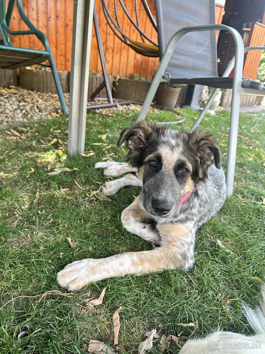 Kríženec border kólia s vlciakom - 2