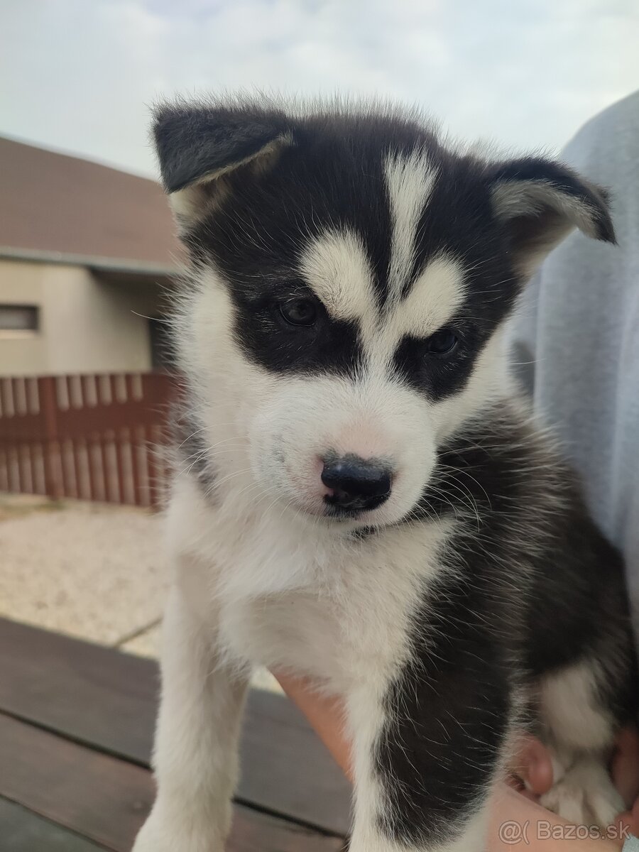 Šteniatka sibírsky husky - 2