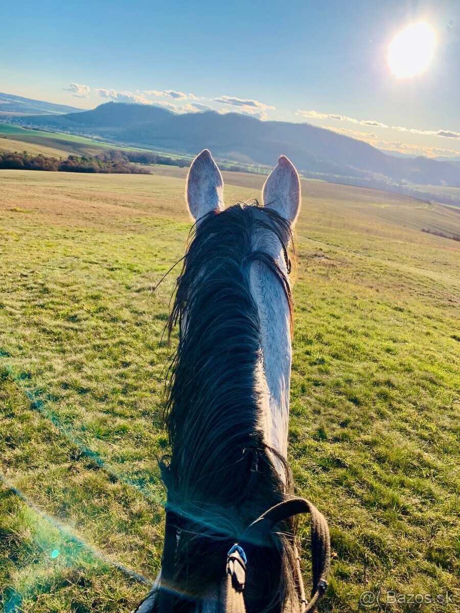 Krásny 6 ročný valach - 2