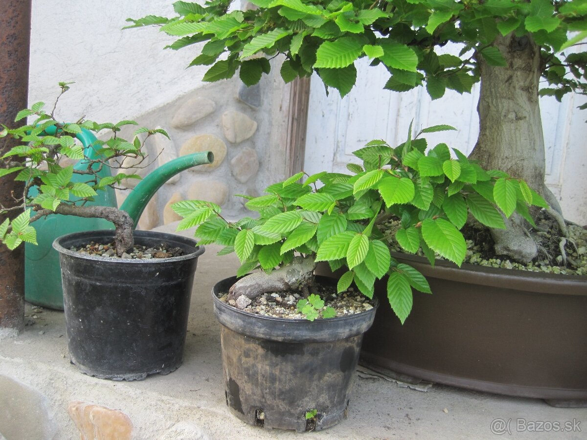 bonsai,bonsaj-hrab 8 - 2