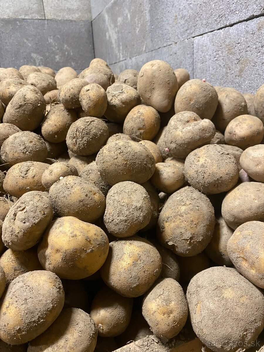 Predám konzumne zemiaky - 2