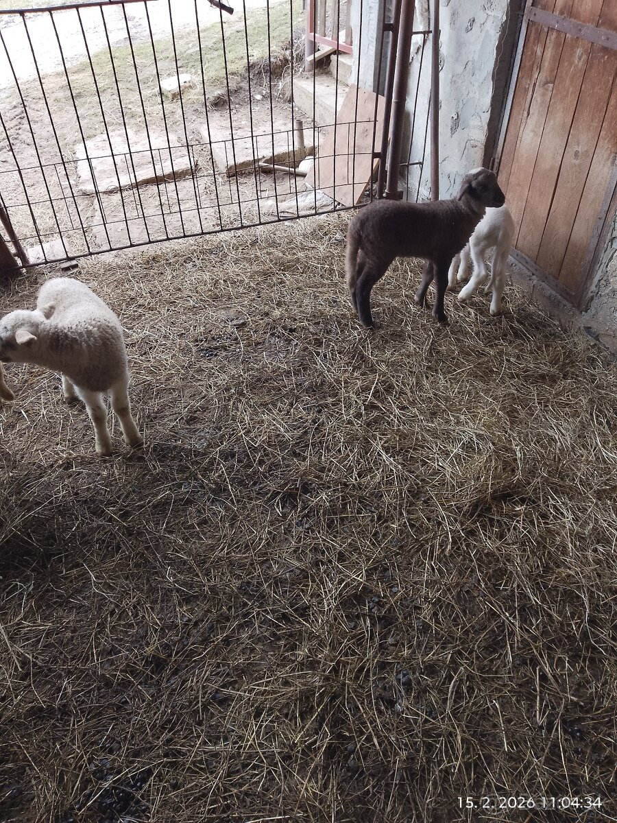 Predám jatočne jahňata - 2