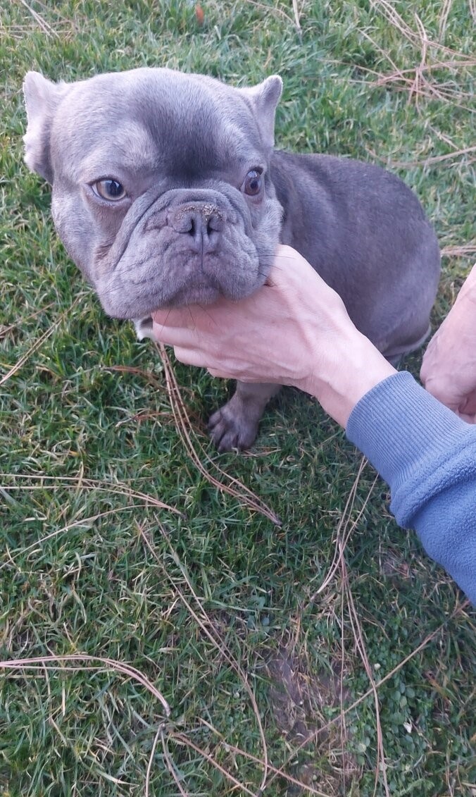 Francouzský buldoček - 2