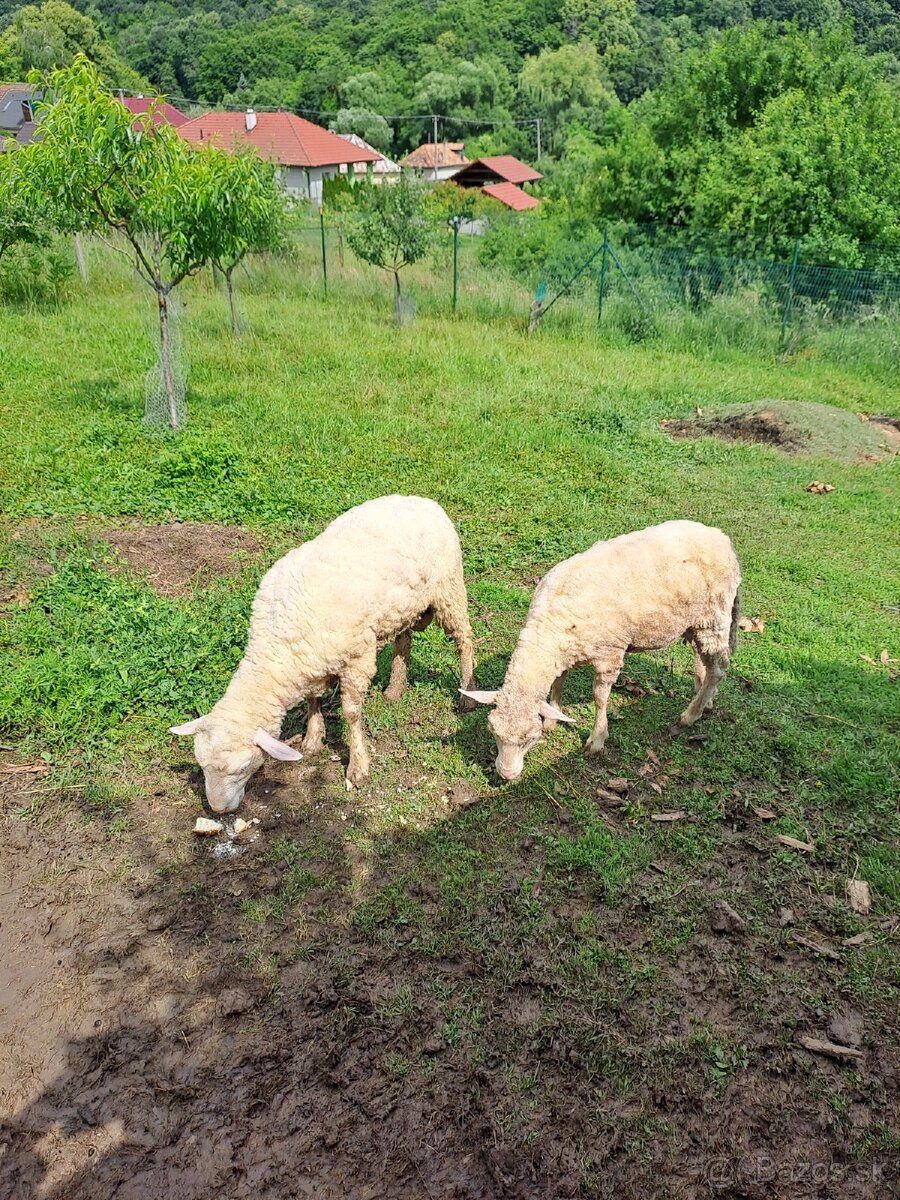 Ovce, jahňatá - 2