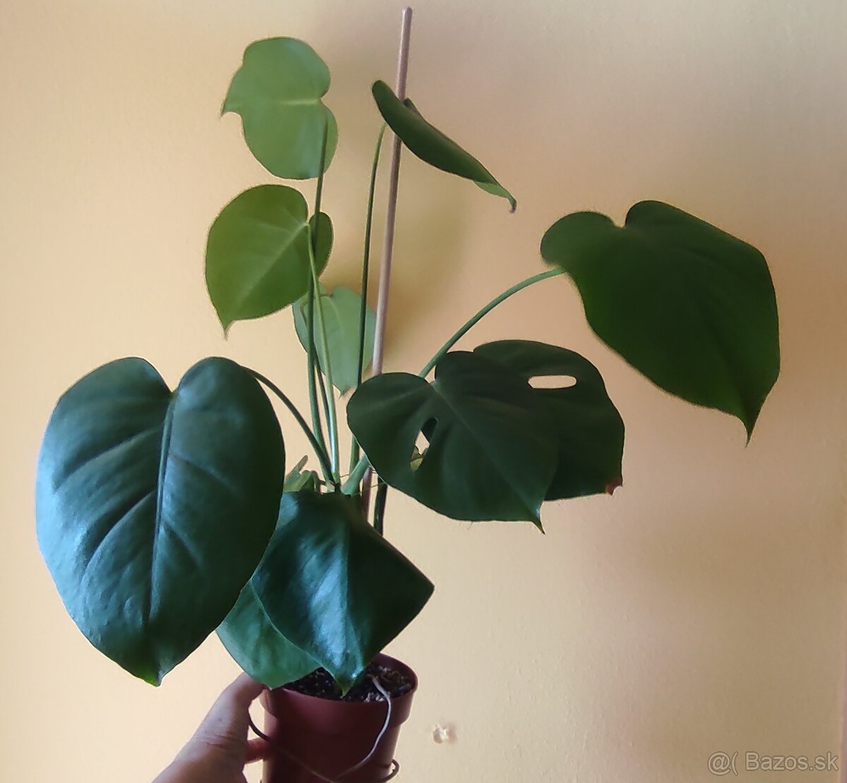MONSTERA DELICIOSA - 2