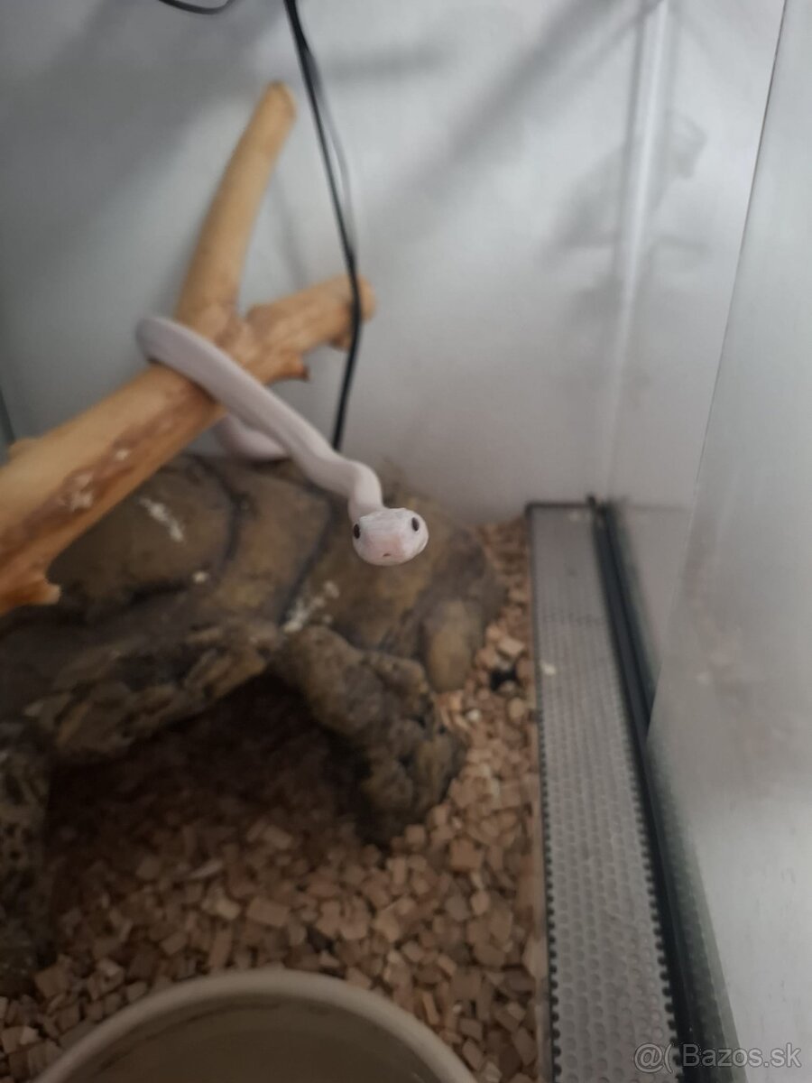 Užovka texas rat snake leucistic - 2