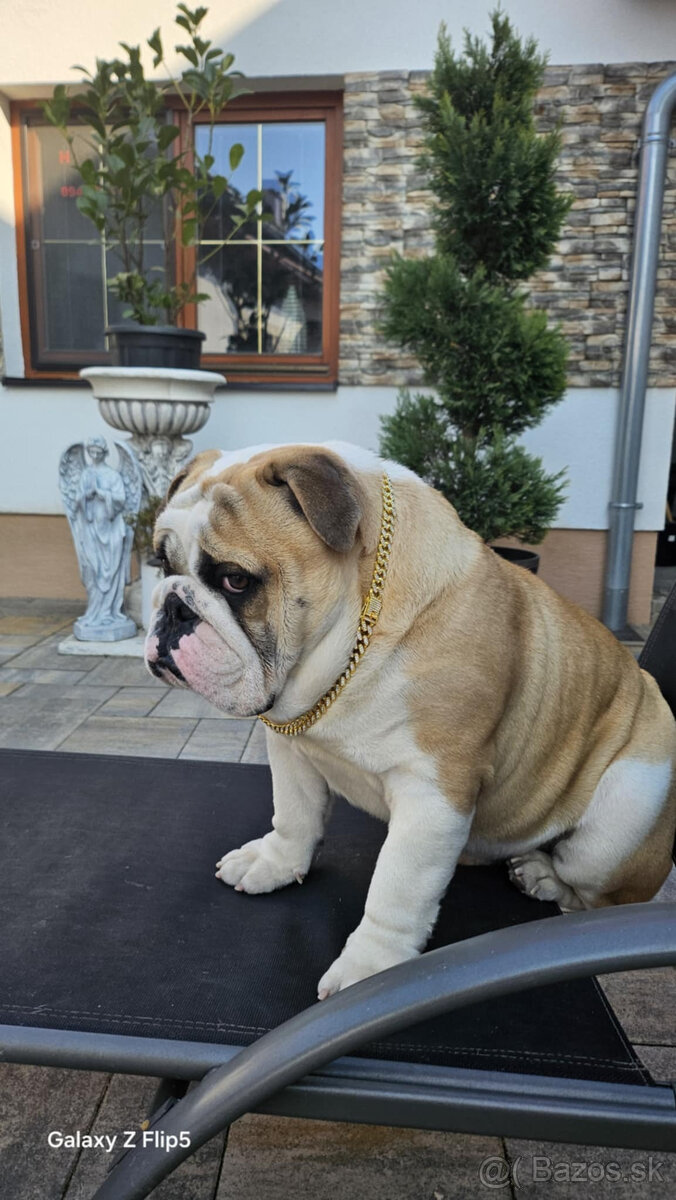 Anglický bulldog na krytie - 2