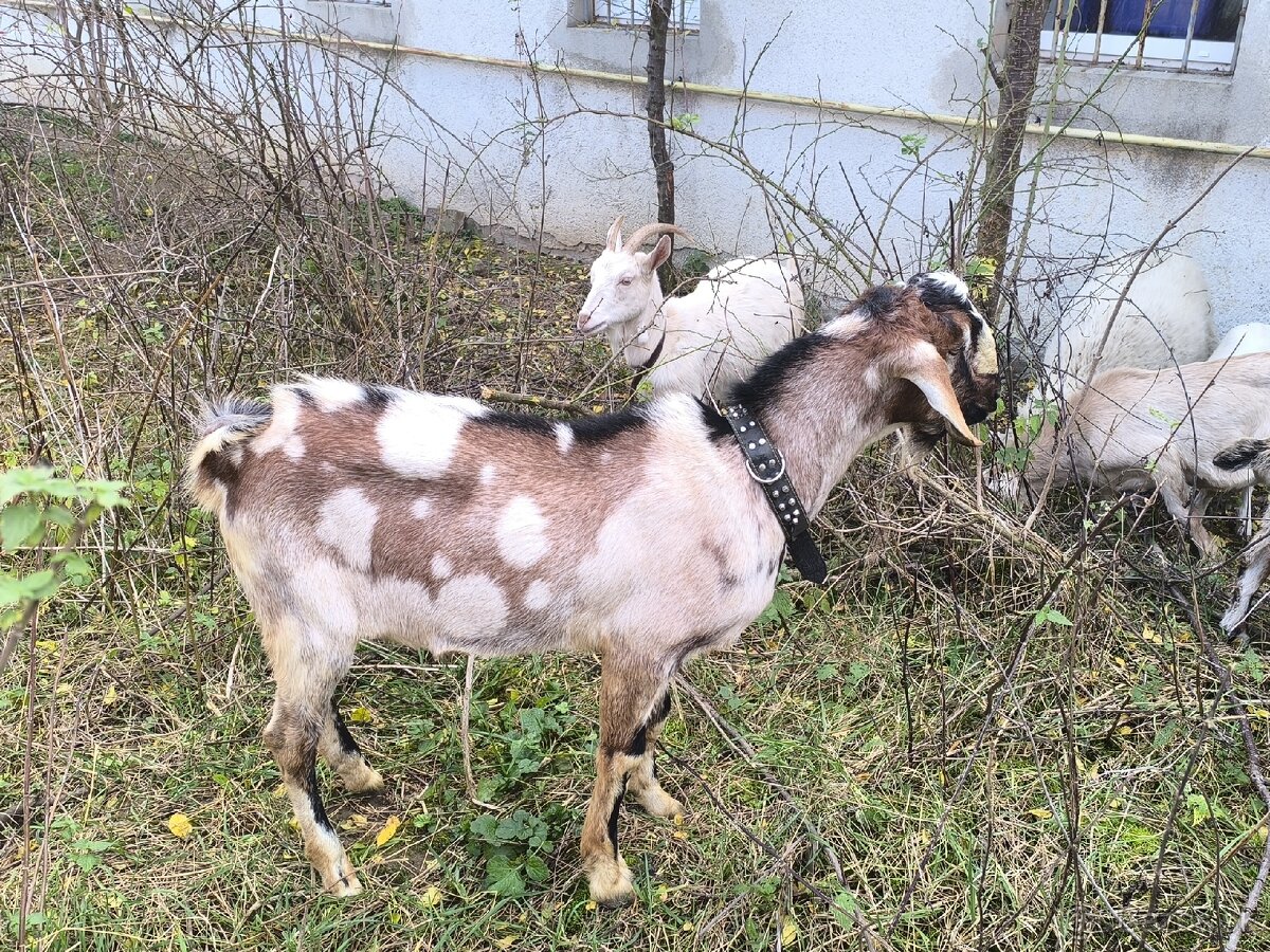 Anglonubijsky podielovy Capko pripustanie,predaj - 2