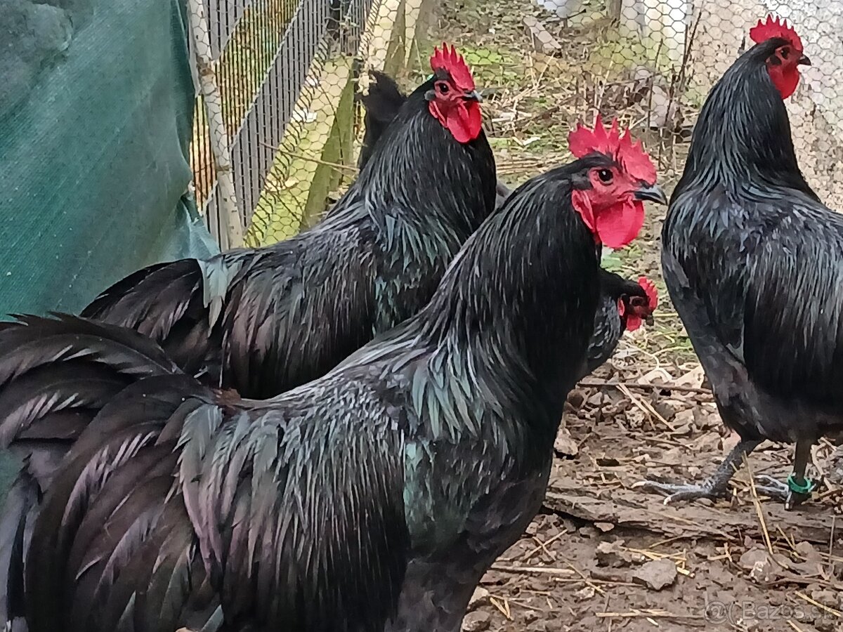 Australorpka - 2