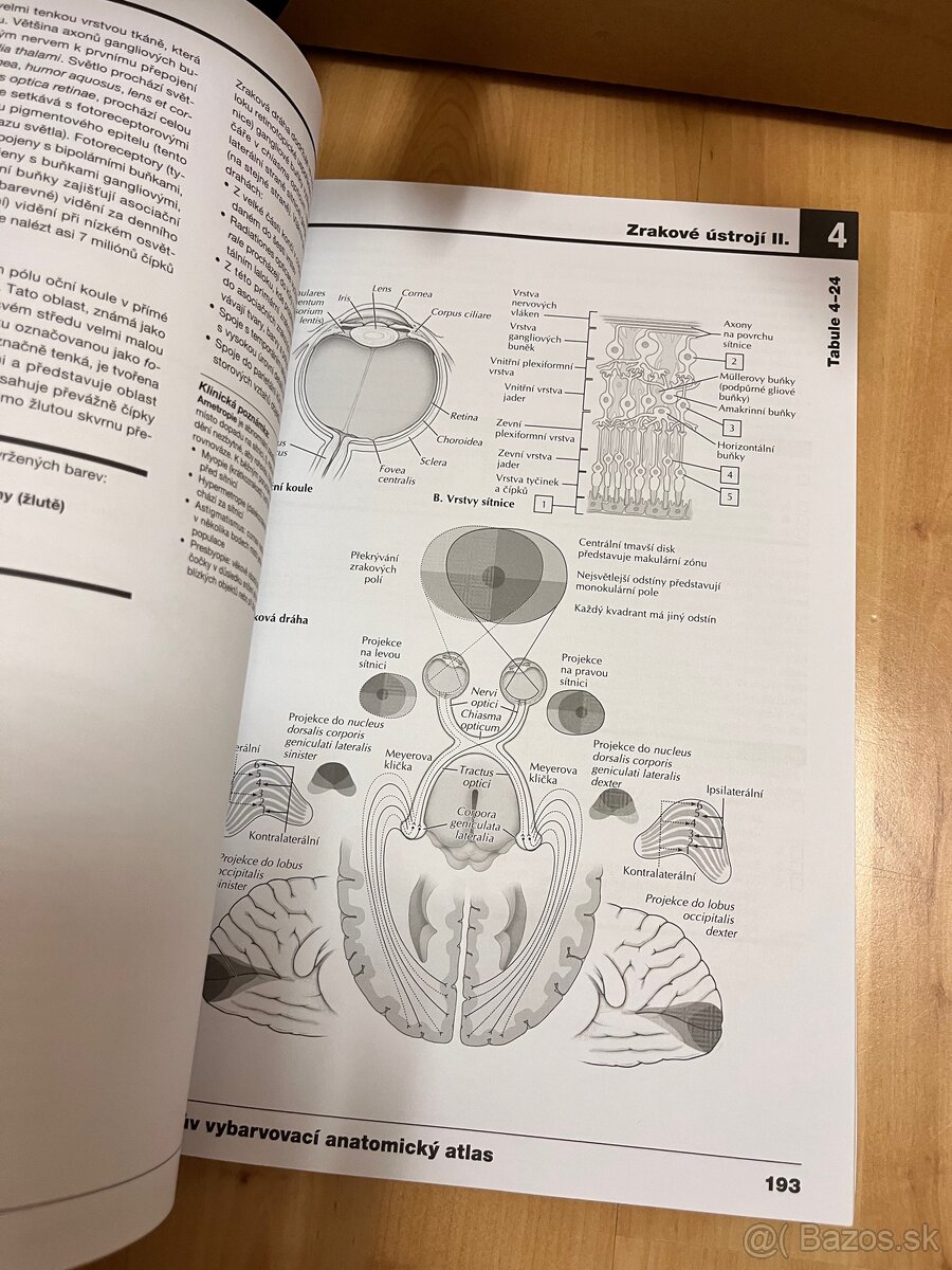 Netterův vybarvovací anatomický atlas - 2