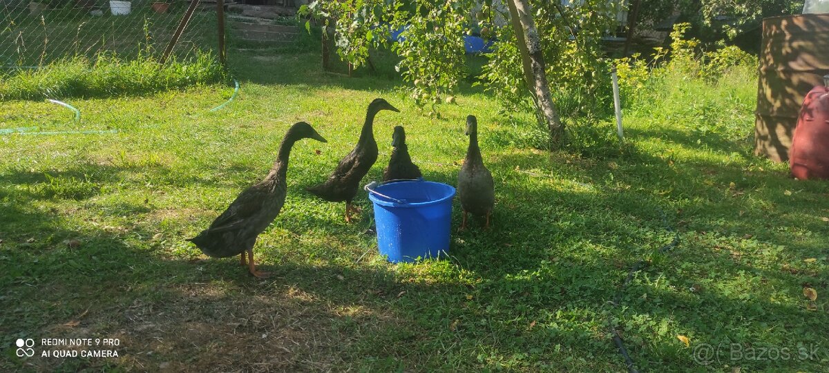 Predám bežec indický - 2