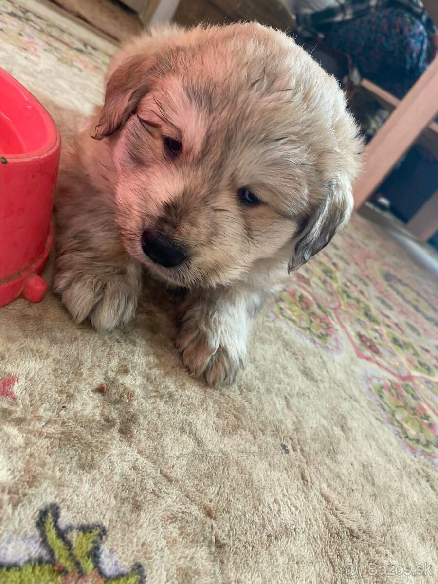 Predám Šteniatka Sibirský HuskyXLabradorský Retríver - 2