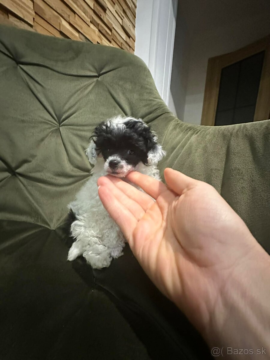 Trpasličí pudlík pudel - 2