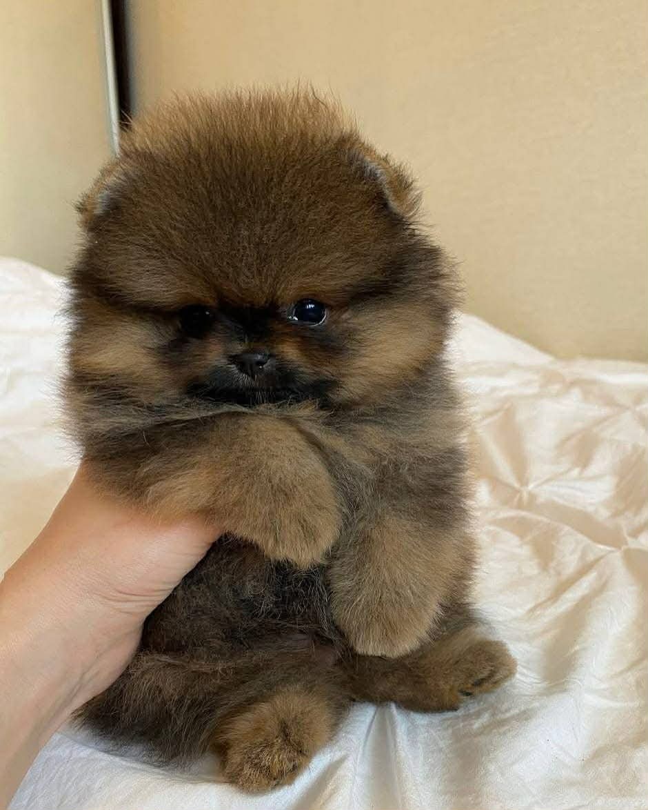 Pomeranian - 2