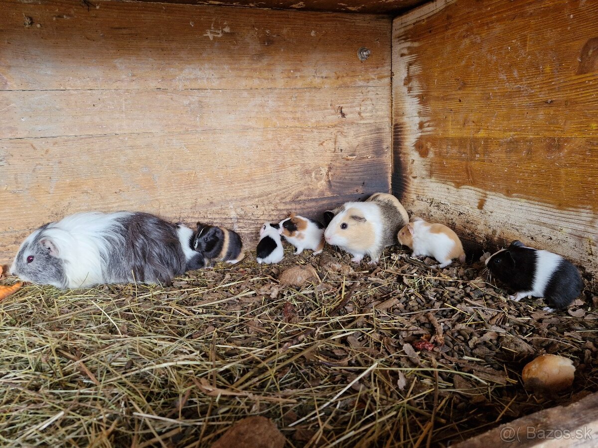 Morcata roznych farieb - 2