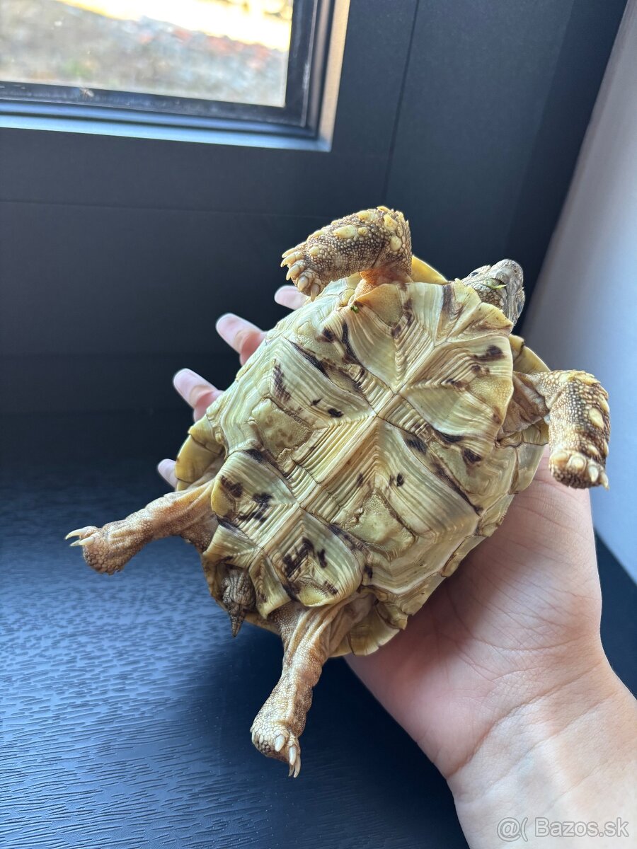 Suchozemské korytnačky - 2