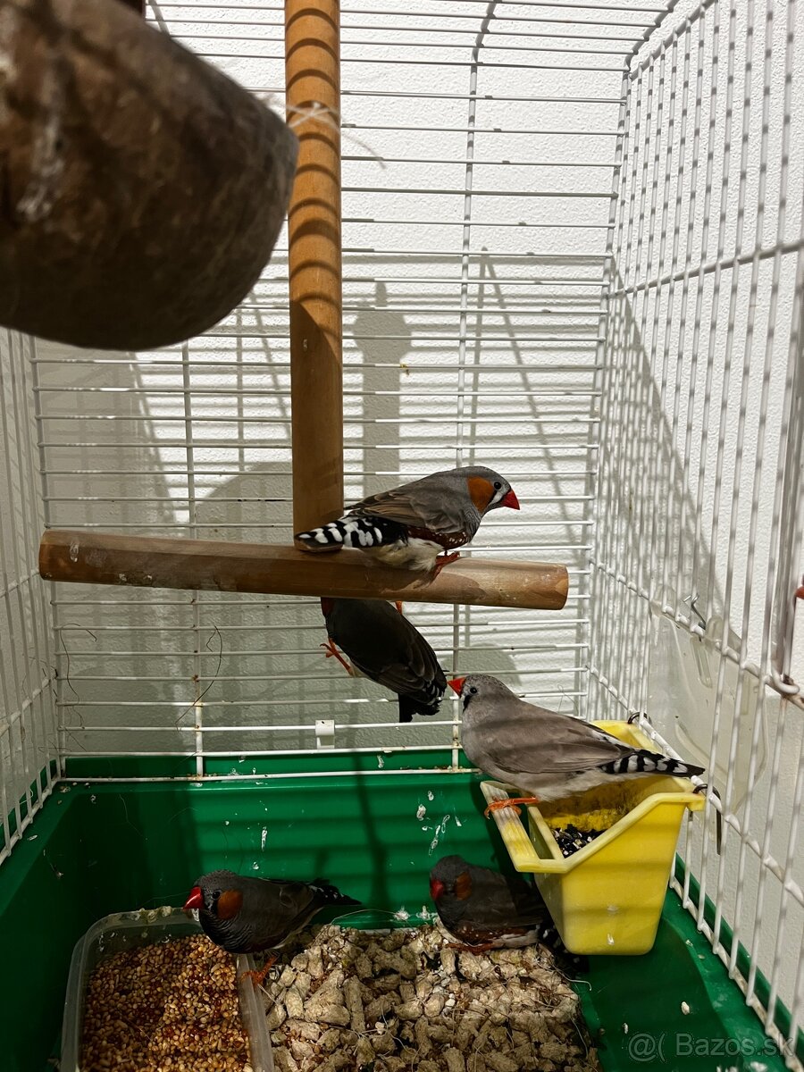 Zebrička austrálska - 2