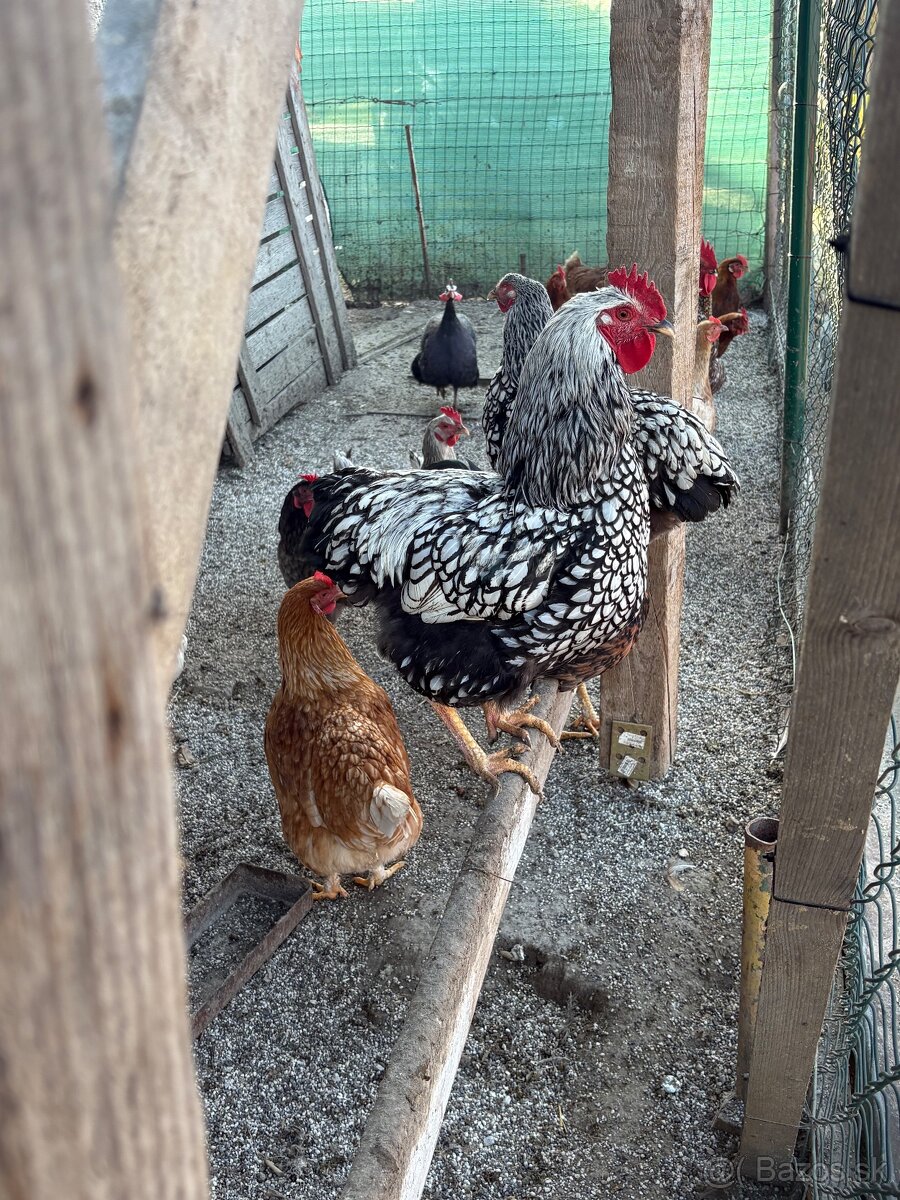 Predám kohútov - 2