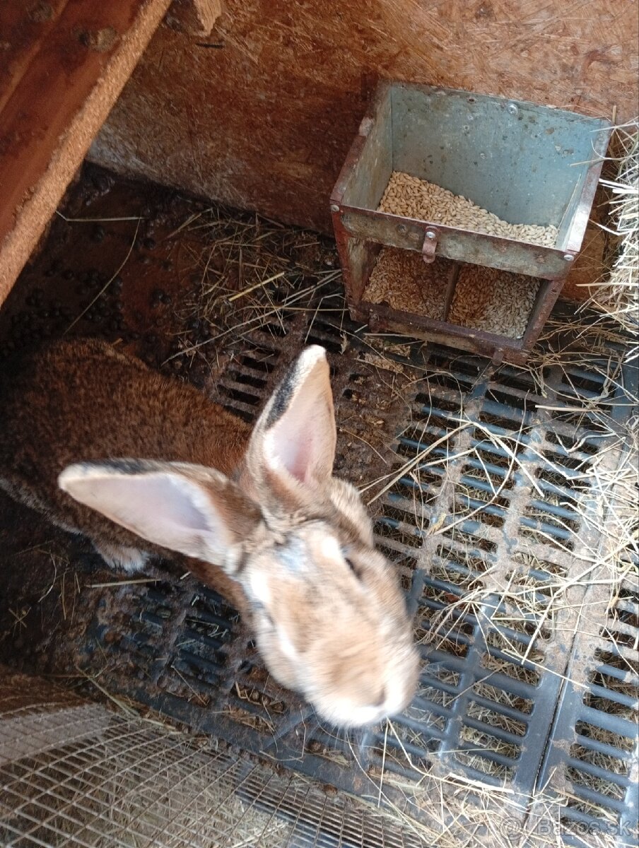 Predám samičku králika - 2