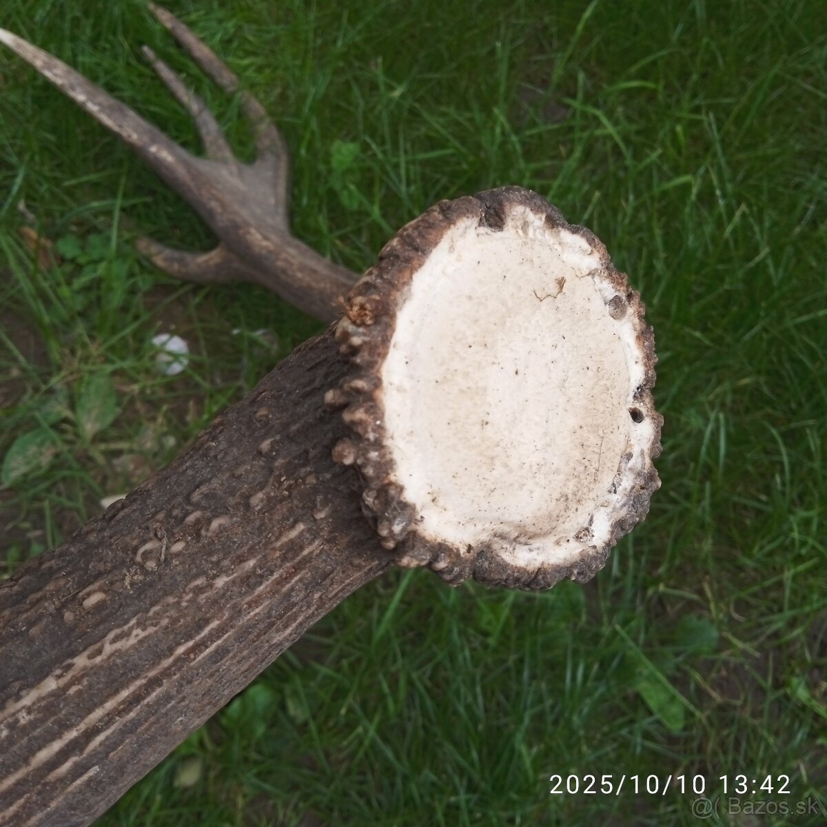 Trofeje a,parozie - 2