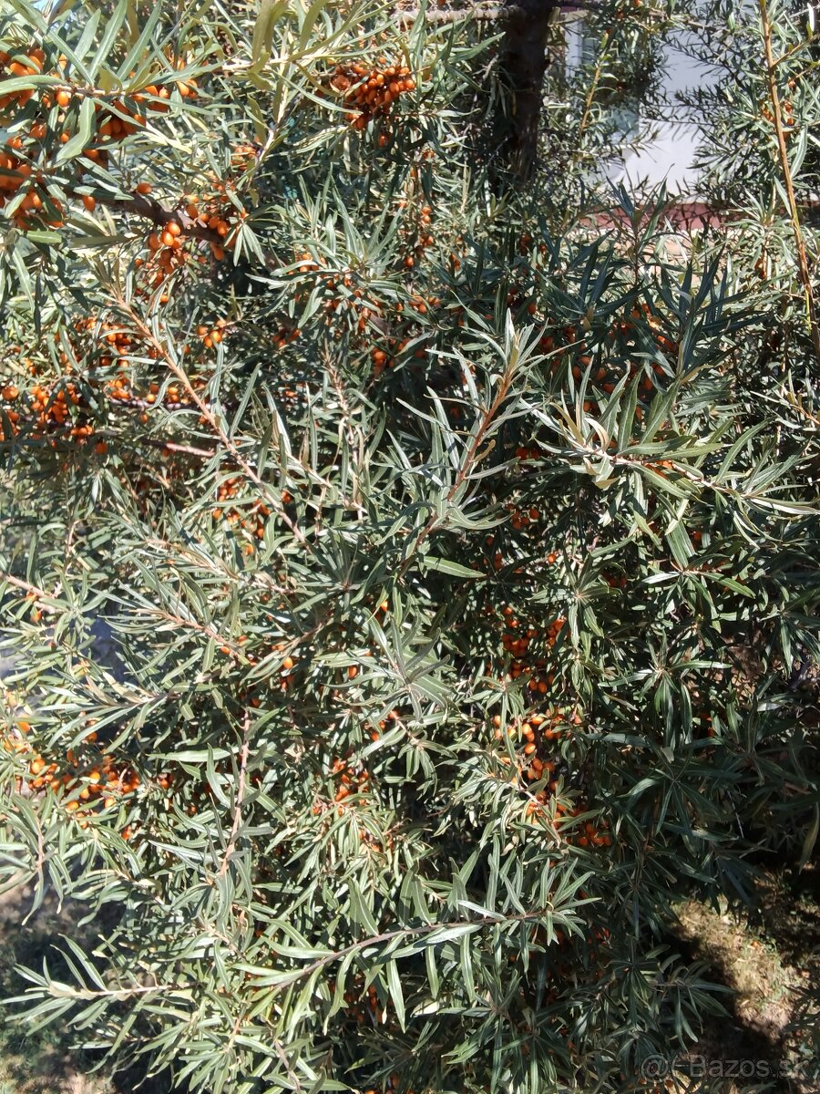 Rakytnik - 2