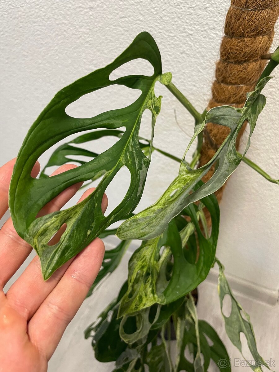 Monstera Adansonii Indonesian Marbled (celá rastlina) - 2