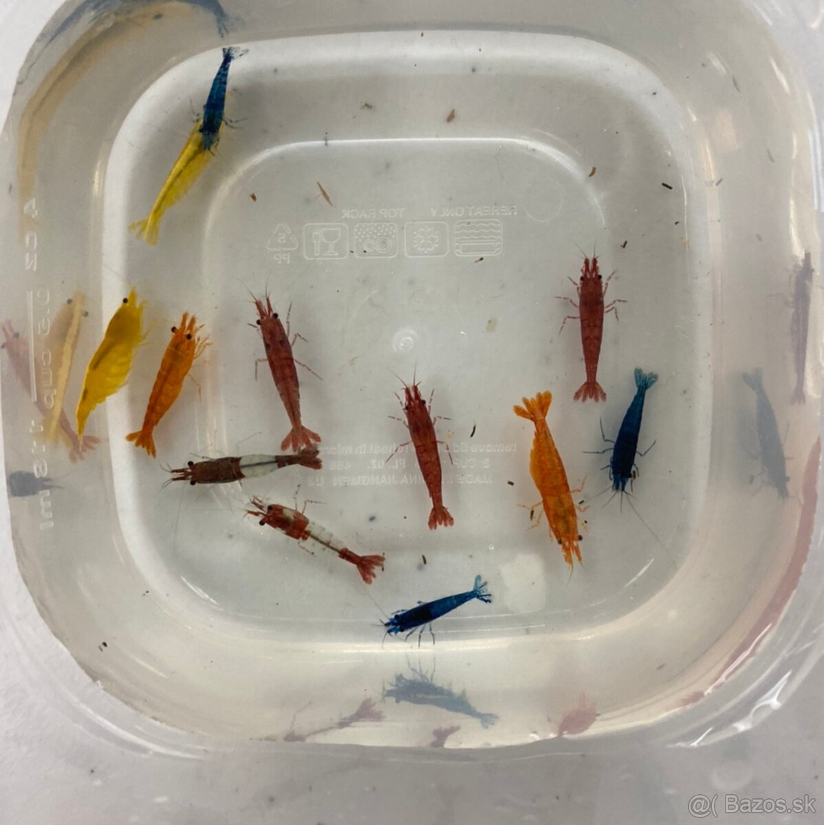 Farebný mix kreviet Neocaridina (Skittles) - Pošlem Zadarmo - 2