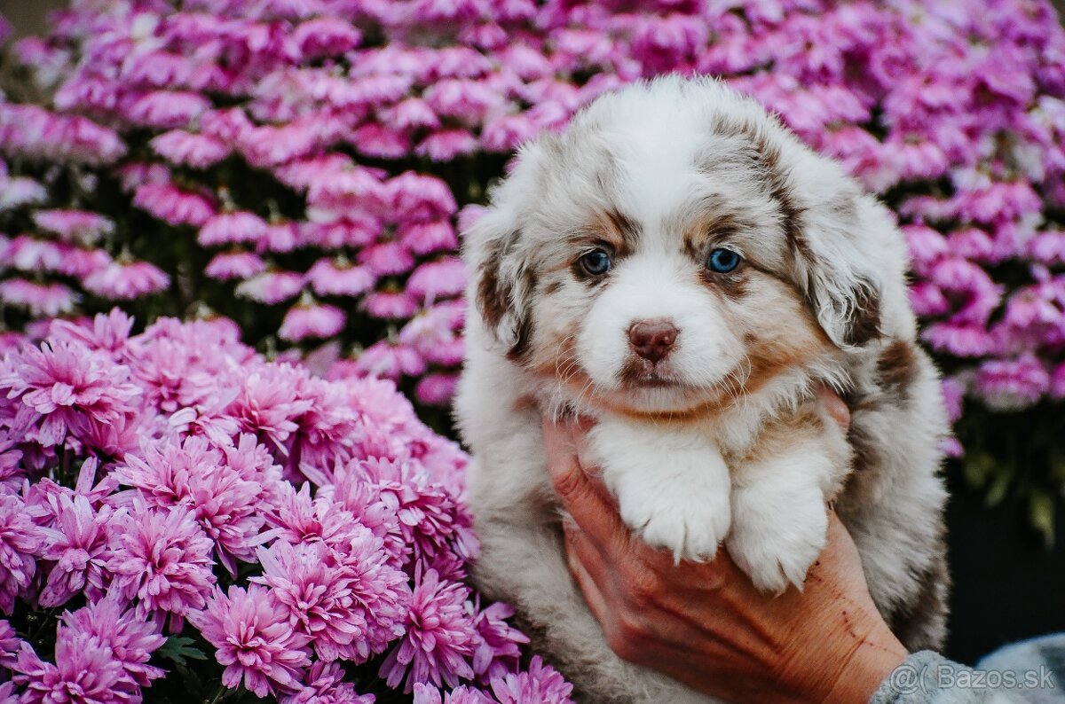 Miniatúrny americký ovčiak - 2