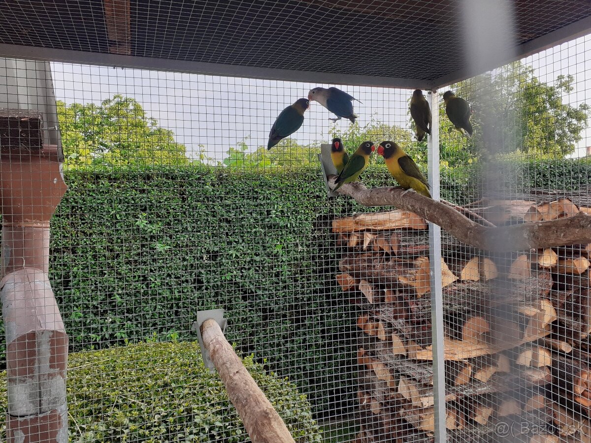 Agapornis fischer,škraboškový - 2