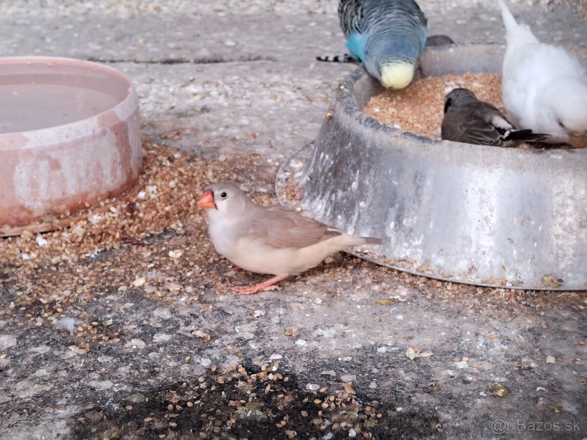 Predám vtáctvo - 2