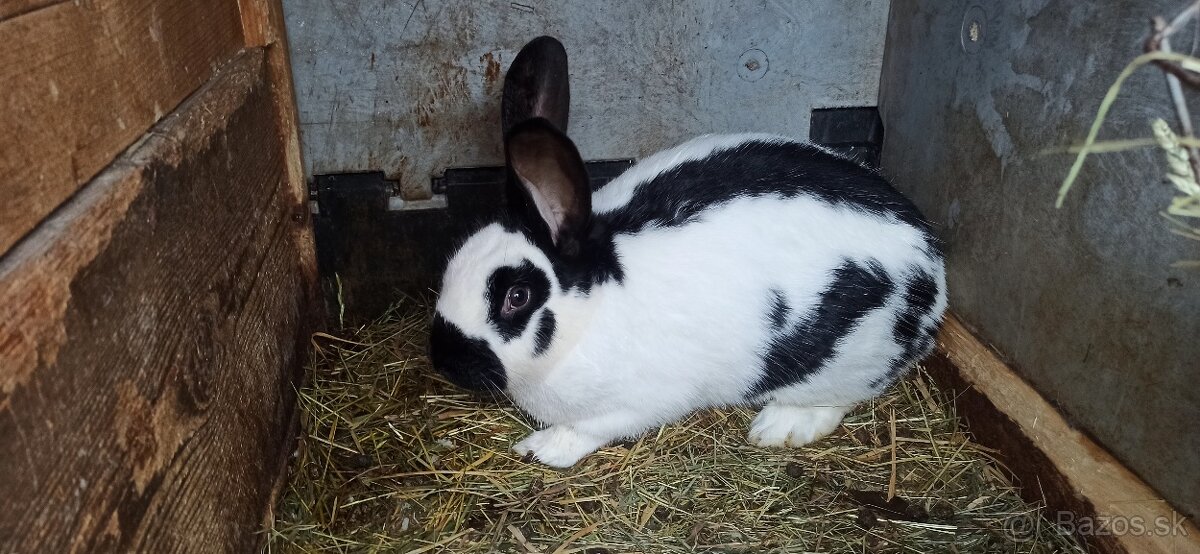 Predám králiky 2 samice - 2