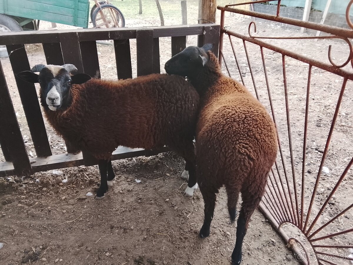 Zwartbles - 2