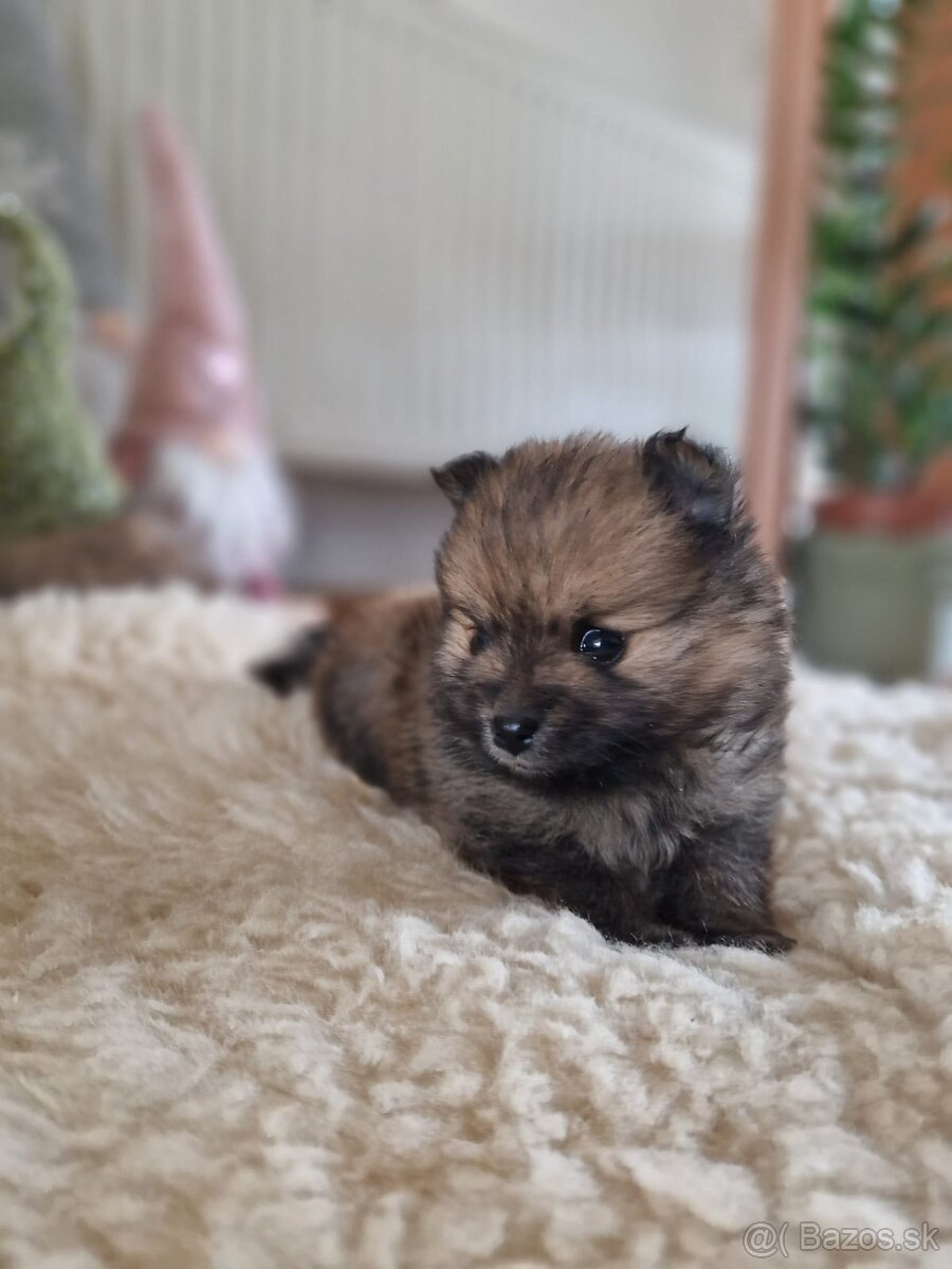 Mini pomeranian - 2