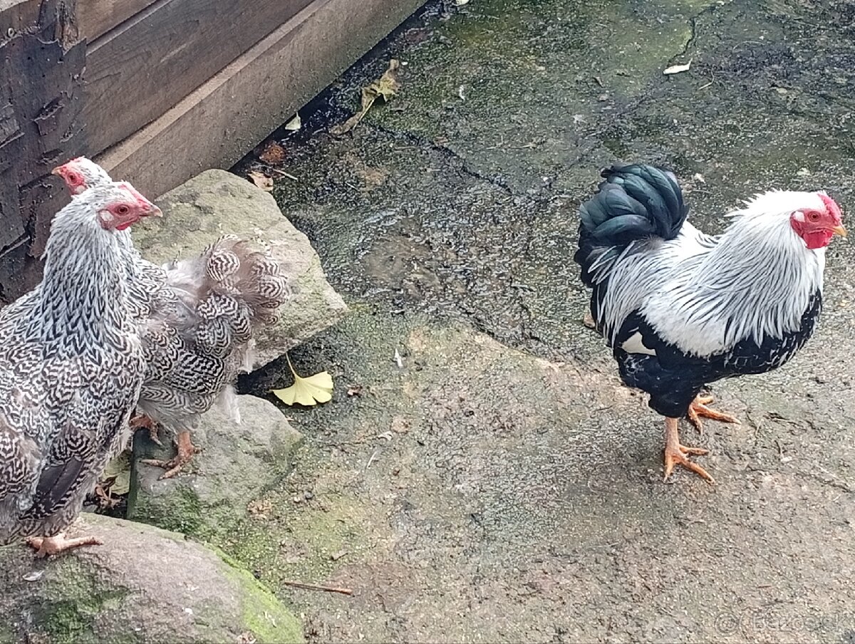 Wyandotky zdrobnele - 2