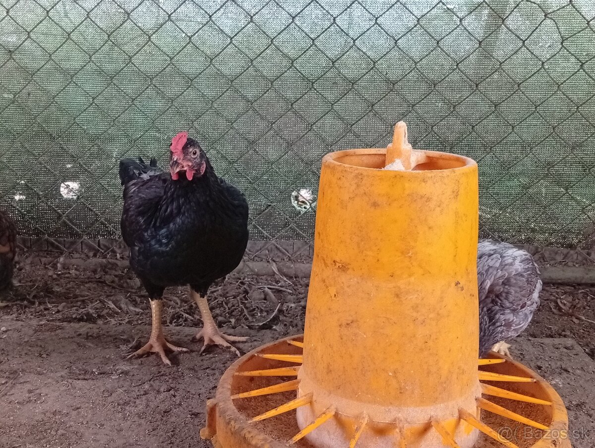 Indická bojovníčka - 2