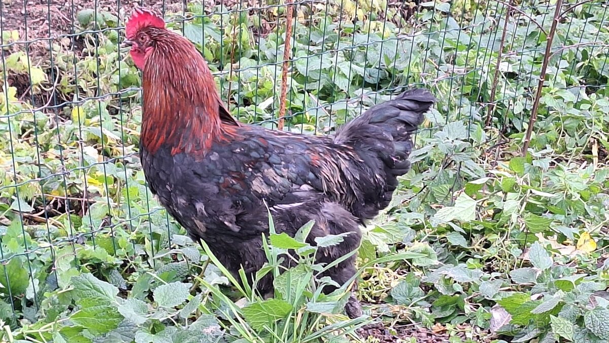 Kohuty Marans Medenokrka - 2